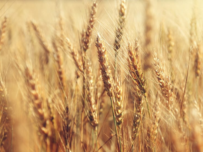 Cases; Prediction of drying behaviour of cereals