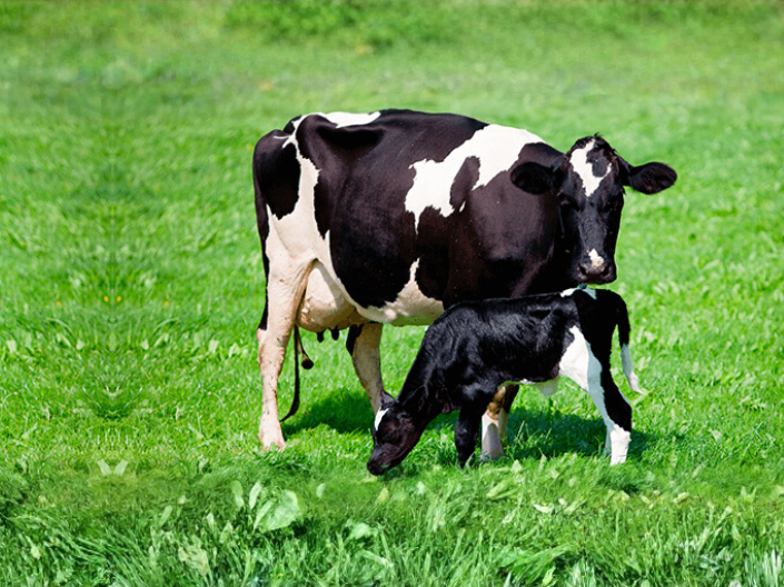 Cases; Valorisation of Colostrum